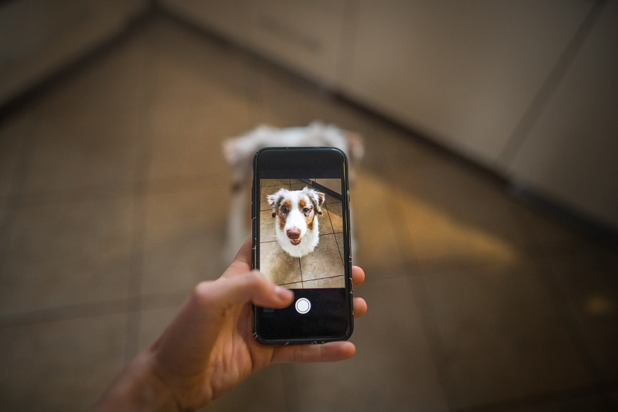 Prise de photo de chien par téléphone portable par Iza ?yso ?  sur 500px.com
